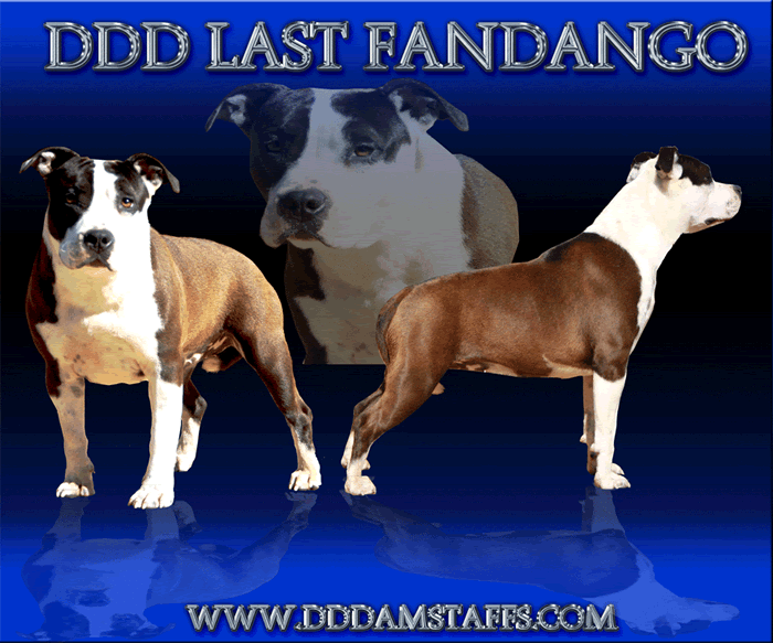 DDDawgs Last Fandango